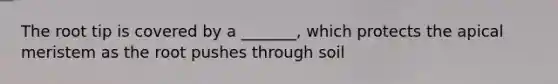 The root tip is covered by a _______, which protects the apical meristem as the root pushes through soil