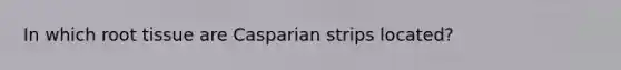 In which root tissue are Casparian strips located?