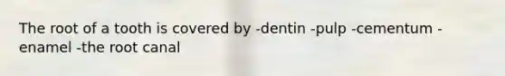 The root of a tooth is covered by -dentin -pulp -cementum -enamel -the root canal