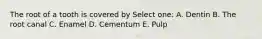 The root of a tooth is covered by Select one: A. Dentin B. The root canal C. Enamel D. Cementum E. Pulp