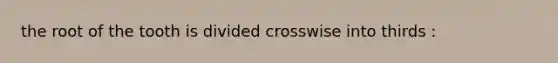 the root of the tooth is divided crosswise into thirds :