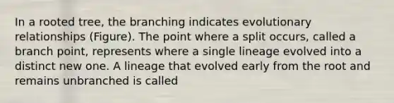 In a rooted tree, the branching indicates evolutionary relationships (Figure). The point where a split occurs, called a branch point, represents where a single lineage evolved into a distinct new one. A lineage that evolved early from the root and remains unbranched is called