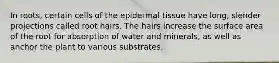 In roots, certain cells of the epidermal tissue have long, slender projections called root hairs. The hairs increase the surface area of the root for absorption of water and minerals, as well as anchor the plant to various substrates.