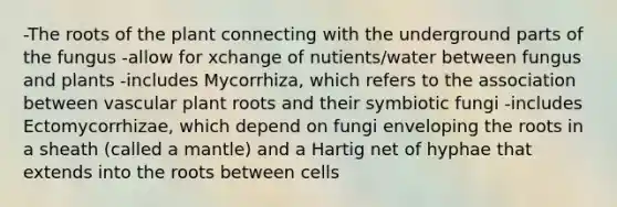 -The roots of the plant connecting with the underground parts of the fungus -allow for xchange of nutients/water between fungus and plants -includes Mycorrhiza, which refers to the association between vascular plant roots and their symbiotic fungi -includes Ectomycorrhizae, which depend on fungi enveloping the roots in a sheath (called a mantle) and a Hartig net of hyphae that extends into the roots between cells