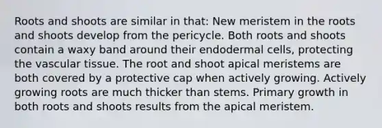 Roots and shoots are similar in that: New meristem in the roots and shoots develop from the pericycle. Both roots and shoots contain a waxy band around their endodermal cells, protecting the vascular tissue. The root and shoot apical meristems are both covered by a protective cap when actively growing. Actively growing roots are much thicker than stems. Primary growth in both roots and shoots results from the apical meristem.