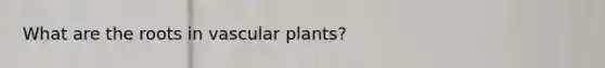 What are the roots in <a href='https://www.questionai.com/knowledge/kbaUXKuBoK-vascular-plants' class='anchor-knowledge'>vascular plants</a>?