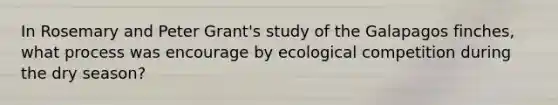 In Rosemary and Peter Grant's study of the Galapagos finches, what process was encourage by ecological competition during the dry season?