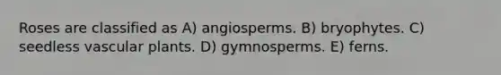 Roses are classified as A) angiosperms. B) bryophytes. C) seedless <a href='https://www.questionai.com/knowledge/kbaUXKuBoK-vascular-plants' class='anchor-knowledge'>vascular plants</a>. D) gymnosperms. E) ferns.