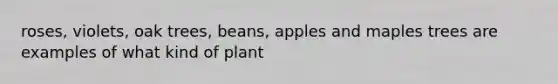 roses, violets, oak trees, beans, apples and maples trees are examples of what kind of plant