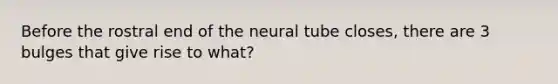 Before the rostral end of the neural tube closes, there are 3 bulges that give rise to what?