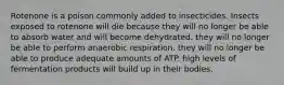 Rotenone is a poison commonly added to insecticides. Insects exposed to rotenone will die because they will no longer be able to absorb water and will become dehydrated. they will no longer be able to perform anaerobic respiration. they will no longer be able to produce adequate amounts of ATP. high levels of fermentation products will build up in their bodies.