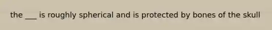 the ___ is roughly spherical and is protected by bones of the skull