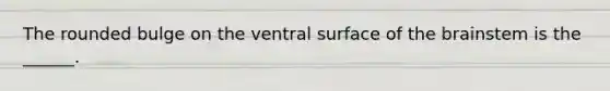 The rounded bulge on the ventral surface of the brainstem is the ______.