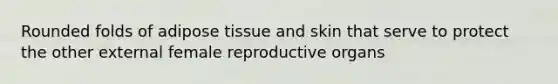 Rounded folds of adipose tissue and skin that serve to protect the other external female reproductive organs