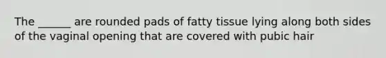 The ______ are rounded pads of fatty tissue lying along both sides of the vaginal opening that are covered with pubic hair