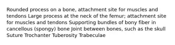 Rounded process on a bone, attachment site for muscles and tendons Large process at the neck of the femur; attachment site for muscles and tendons Supporting bundles of bony fiber in cancellous (spongy) bone Joint between bones, such as the skull Suture Trochanter Tuberosity Trabeculae