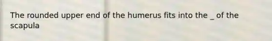 The rounded upper end of the humerus fits into the _ of the scapula