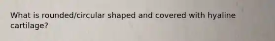 What is rounded/circular shaped and covered with hyaline cartilage?