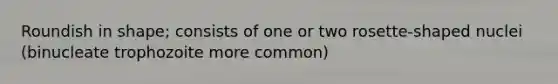 Roundish in shape; consists of one or two rosette-shaped nuclei (binucleate trophozoite more common)