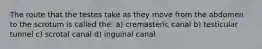 The route that the testes take as they move from the abdomen to the scrotum is called the: a) cremasteric canal b) testicular tunnel c) scrotal canal d) inguinal canal