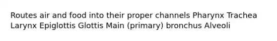 Routes air and food into their proper channels Pharynx Trachea Larynx Epiglottis Glottis Main (primary) bronchus Alveoli