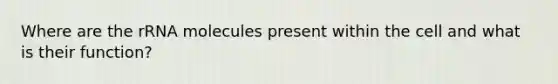 Where are the rRNA molecules present within the cell and what is their function?