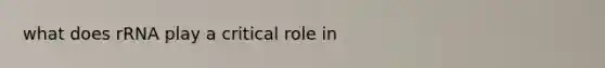 what does rRNA play a critical role in