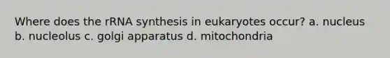 Where does the rRNA synthesis in eukaryotes occur? a. nucleus b. nucleolus c. golgi apparatus d. mitochondria