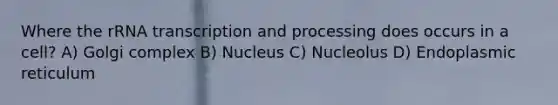 Where the rRNA transcription and processing does occurs in a cell? A) Golgi complex B) Nucleus C) Nucleolus D) Endoplasmic reticulum