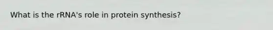 What is the rRNA's role in protein synthesis?