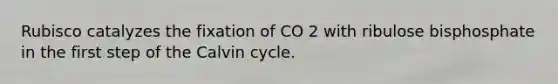 Rubisco catalyzes the fixation of CO 2 with ribulose bisphosphate in the first step of the Calvin cycle.