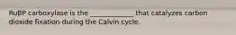 RuBP carboxylase is the _____________ that catalyzes carbon dioxide fixation during the Calvin cycle.