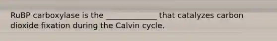 RuBP carboxylase is the _____________ that catalyzes carbon dioxide fixation during the Calvin cycle.