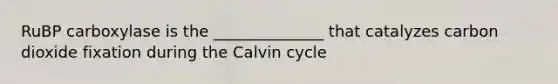 RuBP carboxylase is the ______________ that catalyzes carbon dioxide fixation during the Calvin cycle