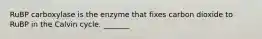 RuBP carboxylase is the enzyme that fixes carbon dioxide to RuBP in the Calvin cycle. _______