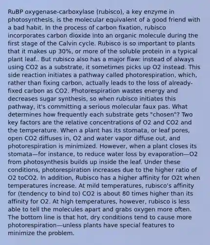 RuBP oxygenase-carboxylase (rubisco), a key enzyme in photosynthesis, is the molecular equivalent of a good friend with a bad habit. In the process of carbon fixation, rubisco incorporates carbon dioxide into an organic molecule during the first stage of the Calvin cycle. Rubisco is so important to plants that it makes up 30%, or more of the soluble protein in a typical plant leaf.. But rubisco also has a major flaw: instead of always using CO2 as a substrate, it sometimes picks up O2 instead. This side reaction initiates a pathway called photorespiration, which, rather than fixing carbon, actually leads to the loss of already-fixed carbon as CO2. Photorespiration wastes energy and decreases sugar synthesis, so when rubisco initiates this pathway, it's committing a serious molecular faux pas. What determines how frequently each substrate gets "chosen"? Two key factors are the relative concentrations of O2 and CO2 and the temperature. When a plant has its stomata, or leaf pores, open CO2 diffuses in, O2 and water vapor diffuse out, and photorespiration is minimized. However, when a plant closes its stomata—for instance, to reduce water loss by evaporation—O2 from photosynthesis builds up inside the leaf. Under these conditions, photorespiration increases due to the higher ratio of O2 toCO2. In addition, Rubisco has a higher affinity for O2t when temperatures increase. At mild temperatures, rubisco's affinity for (tendency to bind to) CO2 is about 80 times higher than its affinity for O2. At high temperatures, however, rubisco is less able to tell the molecules apart and grabs oxygen more often. The bottom line is that hot, dry conditions tend to cause more photorespiration—unless plants have special features to minimize the problem.