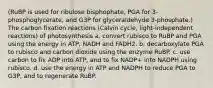 (RuBP is used for ribulose bisphophate, PGA for 3-phosphoglycerate, and G3P for glyceraldehyde 3-phosphate.) The carbon fixation reactions (Calvin cycle, light-independent reactions) of photosynthesis a. convert rubisco to RuBP and PGA using the energy in ATP, NADH and FADH2. b. decarboxylate PGA to rubisco and carbon dioxide using the enzyme RuBP. c. use carbon to fix ADP into ATP, and to fix NADP+ into NADPH using rubisco. d. use the energy in ATP and NADPH to reduce PGA to G3P, and to regenerate RuBP.