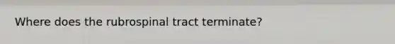 Where does the rubrospinal tract terminate?