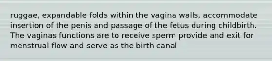 ruggae, expandable folds within the vagina walls, accommodate insertion of the penis and passage of the fetus during childbirth. The vaginas functions are to receive sperm provide and exit for menstrual flow and serve as the birth canal