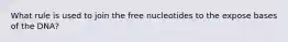 What rule is used to join the free nucleotides to the expose bases of the DNA?