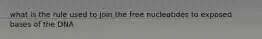 what is the rule used to join the free nucleotides to exposed bases of the DNA