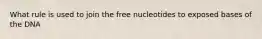 What rule is used to join the free nucleotides to exposed bases of the DNA