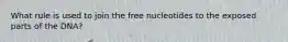 What rule is used to join the free nucleotides to the exposed parts of the DNA?