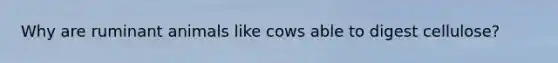 Why are ruminant animals like cows able to digest cellulose?