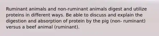 Ruminant animals and non-ruminant animals digest and utilize proteins in different ways. Be able to discuss and explain the digestion and absorption of protein by the pig (non- ruminant) versus a beef animal (ruminant).