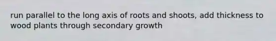 run parallel to the long axis of roots and shoots, add thickness to wood plants through secondary growth