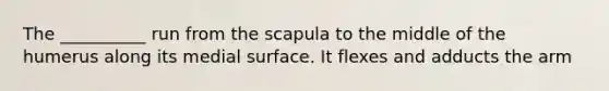 The __________ run from the scapula to the middle of the humerus along its medial surface. It flexes and adducts the arm