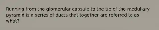 Running from the glomerular capsule to the tip of the medullary pyramid is a series of ducts that together are referred to as what?