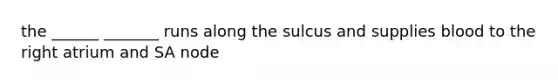 the ______ _______ runs along the sulcus and supplies blood to the right atrium and SA node