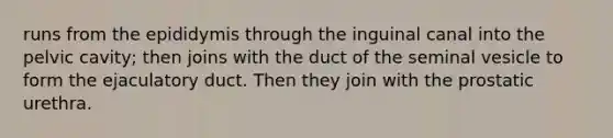 runs from the epididymis through the inguinal canal into the pelvic cavity; then joins with the duct of the seminal vesicle to form the ejaculatory duct. Then they join with the prostatic urethra.